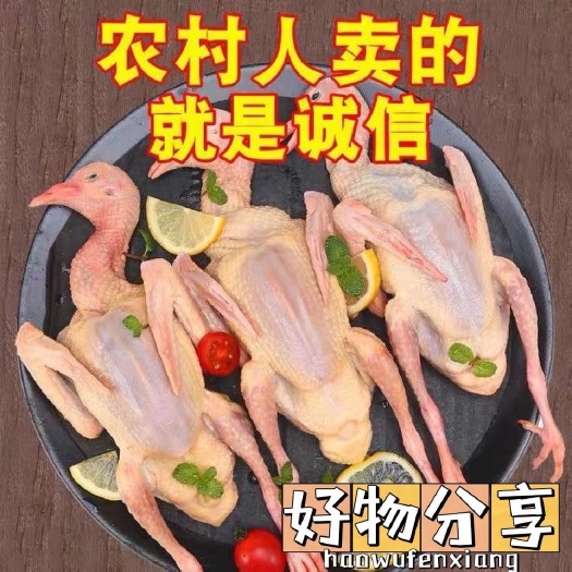 晋州市白条鸽 原粮乳鸽 老鸽子鸽肉，一手货源，常年批发零售白条鸽！