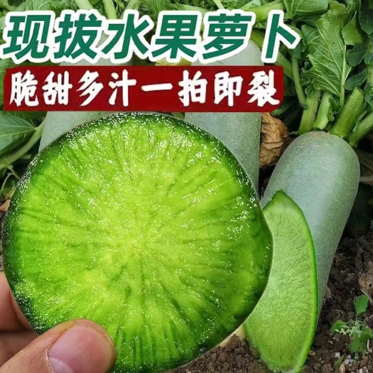 青萝卜  天津沙窝水果萝卜脆甜多汁