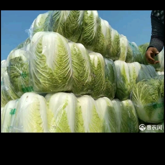 白菜。北京新3号。黄心白菜    毛菜，静菜都有。