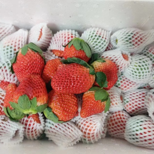 德昌县大凉山露天精品草莓