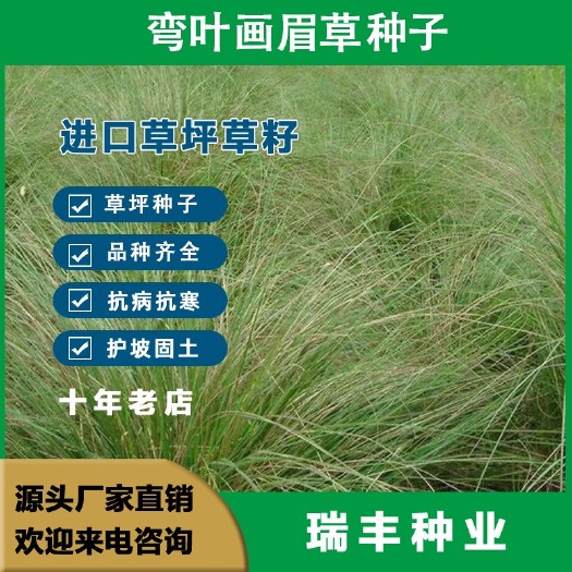东海县弯叶画眉草种子护坡草坪耐寒耐旱性很强耐炎热种籽庭院多年生观赏