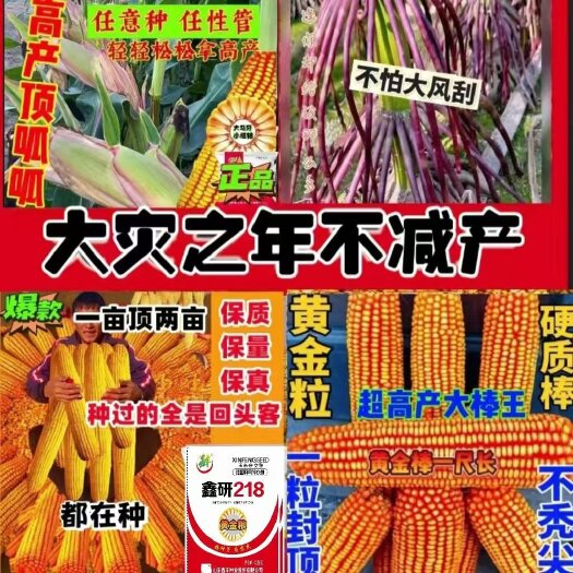 济南正品保真抗虫抗病抗灾玉米种子黄金粒大马牙硬质棒超吨粮苞谷种子