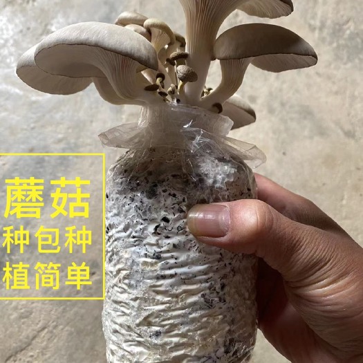 祁东县平菇菌种食用菌家庭种植大菌包平头菇蘑菇菌包包发芽