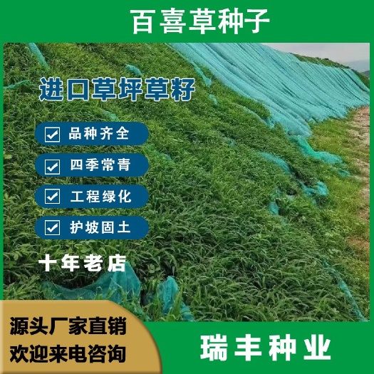 百喜草种子 道路护坡 水土保持 牧草草籽 公路 堤坝绿化草坪