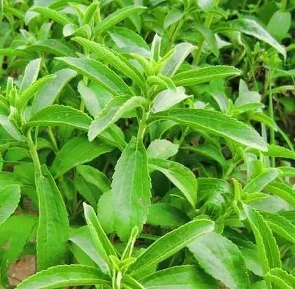 惠州甜叶菊