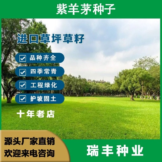 紫羊茅种子紫羊茅草种草籽紫羊毛种子四季常青护坡紫羊茅草坪种子