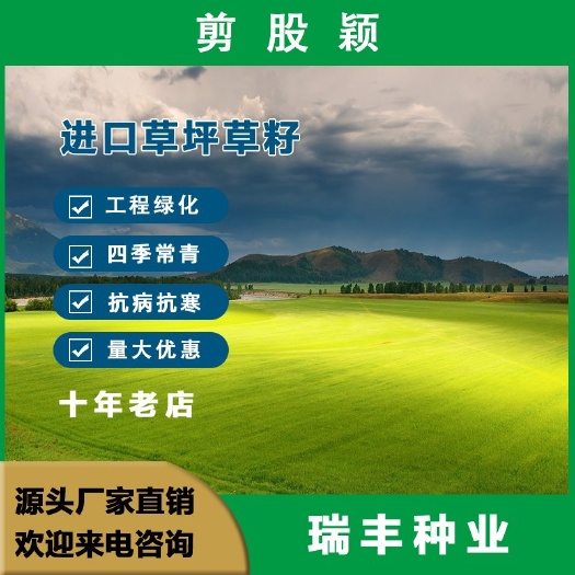 剪股颖草籽种庭院别墅高尔夫球场绿化草籽草坪种子耐寒四季常青批