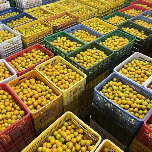 仁化县广东皇帝柑 社区团购 电商 市场 次果