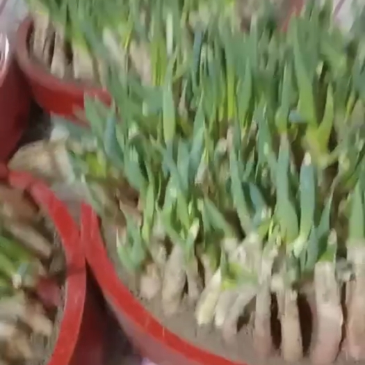 吉林市发芽葱
