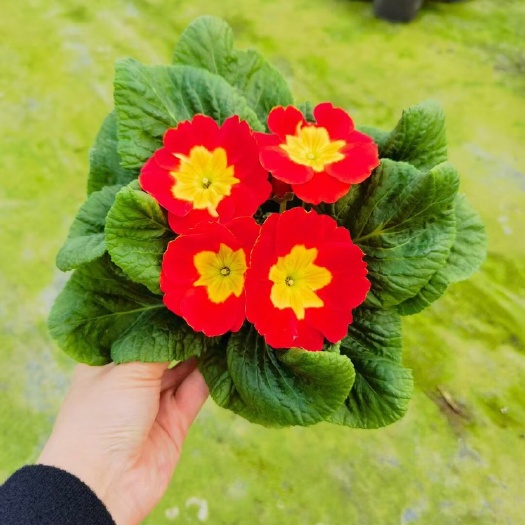 成都报春花