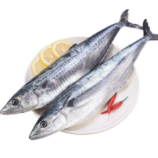 连云港【超市品质】大鲅鱼马鲛鱼新鲜冷冻海鱼鲅鱼馅饺子海鲜水产 批发
