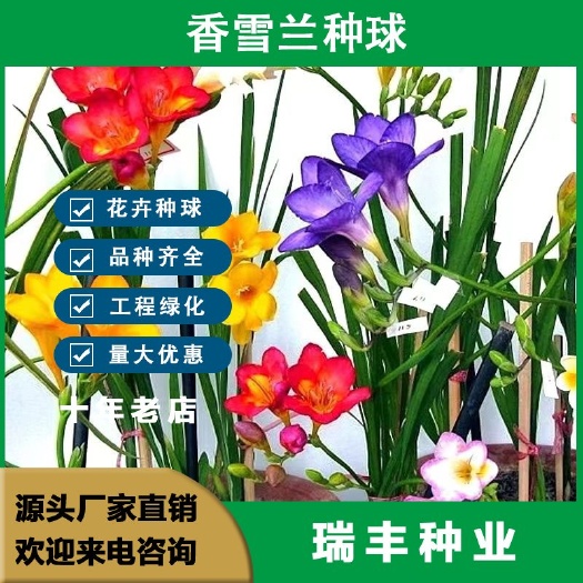 香雪兰种球小苍兰盆栽室内外花卉四季多年生易种开花植物种子