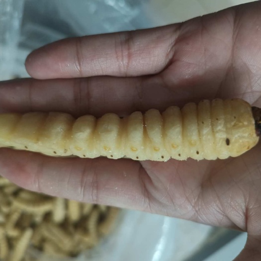 凭祥市木虫