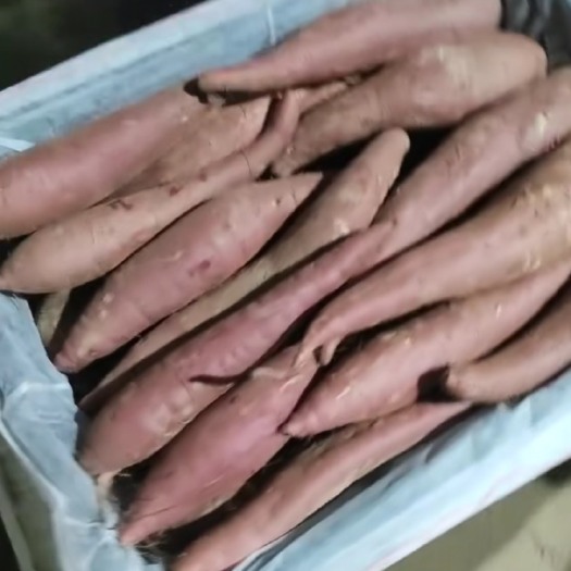 饶阳县沙地红薯西瓜红蜜薯软糯香甜大量上市