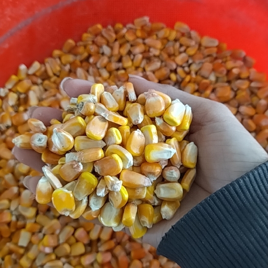 大庆玉米