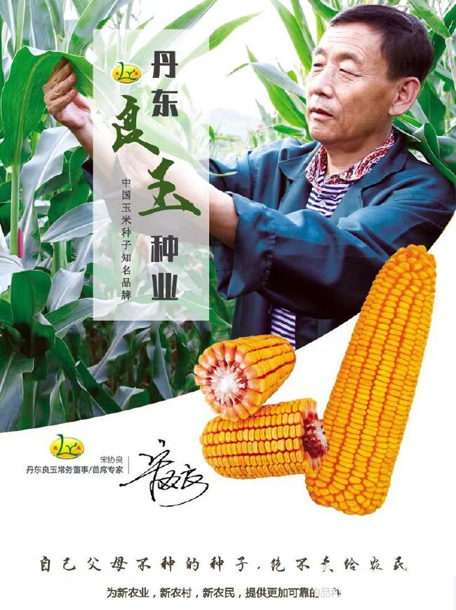 丹东良玉99Z升级版玉米品种强抗倒伏抗病耐旱粮质好全国包邮