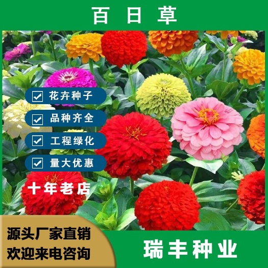 百日草种子 百日菊花种子四季易活阳台花籽重瓣太阳花耐旱花期长