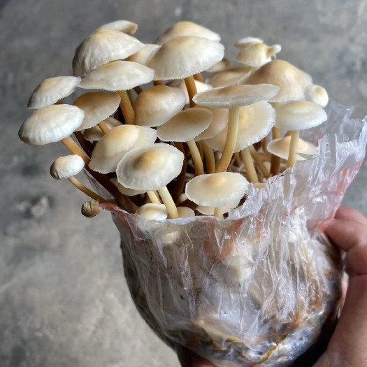 祁东县金针菇菌种植菌包食用菌蘑菇菌袋装家庭种植蔬菜蘑菇种子包发芽