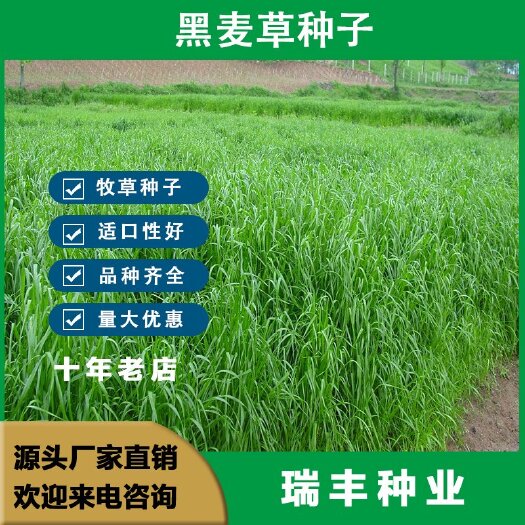 黑麦草多年生草坪种子公路边坡绿化工程护坡草种子耐寒草籽
