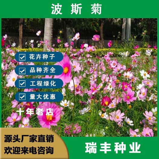 波斯菊花种子格桑花种籽子七彩四季播种开花易活花籽庭院室外种孑