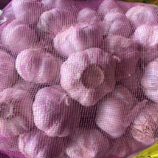杞县河南开封杞县大蒜自有种植基地，冷库，自产自销