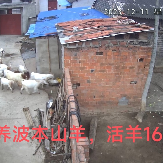 枣阳市自家放养波本山羊，