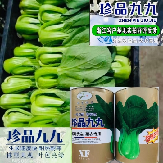 沭阳县珍品九九青梗菜种子耐热耐寒青菜种子叶色亮绿甜嫩好吃青梗菜种子