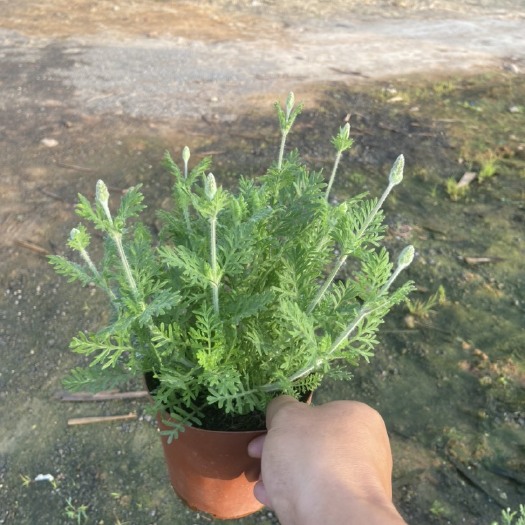 佛山羽叶薰衣草