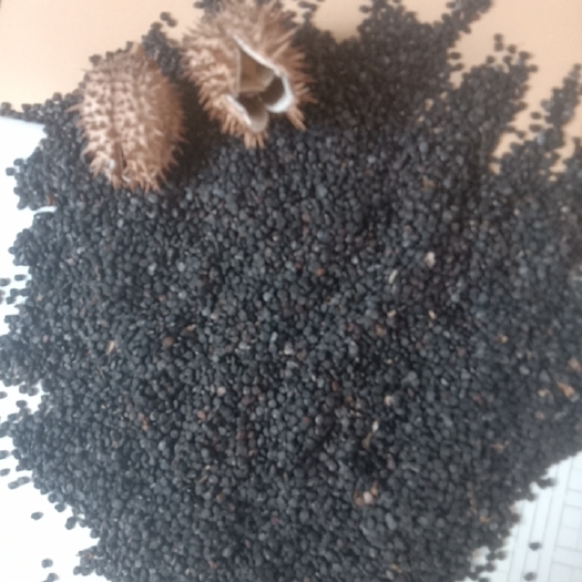 昭通曼陀罗子
