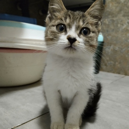 长沙猫粮