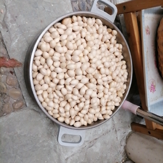 成都40斤自采干白果，果粒干净匀称