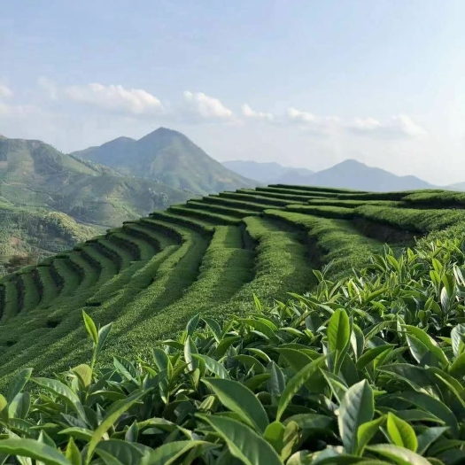 平和县真正的高山茶 ，口感香醇细腻，具有兰花香白芽奇兰茶！