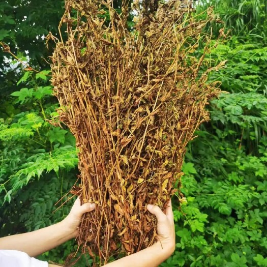 新鲜仙草凉粉草烧仙草