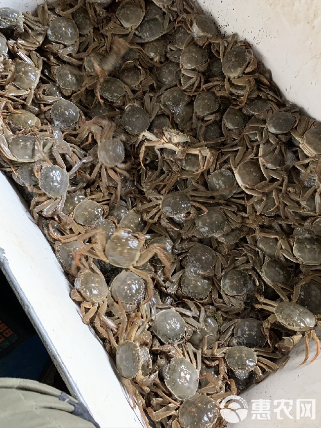 江苏泗洪大闸蟹，普挑精品蟹 螃蟹养殖地直发，塘口大量出货