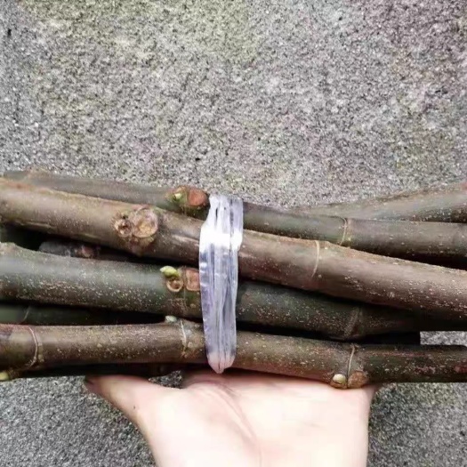 武平县无花果枝条