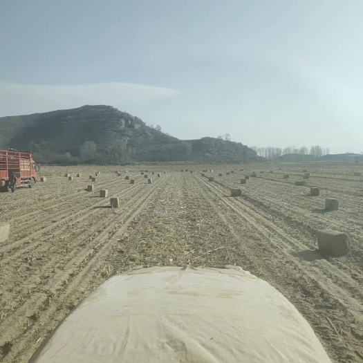 玉米秸秆2023天朗草王揉丝草