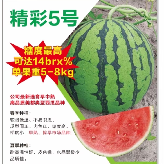 扶沟县精彩5号西瓜种子早熟速度快不裂果6-8公斤抗病14度酥脆