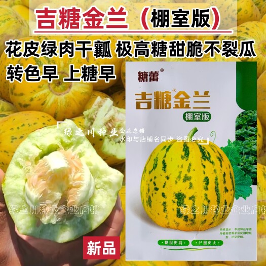 沭阳县吉糖金兰甜瓜种子高糖花皮绿肉绿瓤糖蕾甜瓜香瓜种籽干瓤耐裂早熟