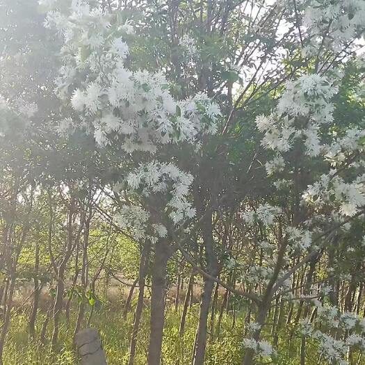 乳山市大量流苏处理