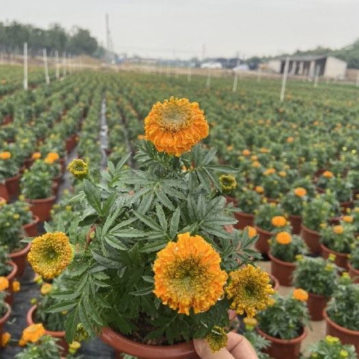 佛山万寿菊