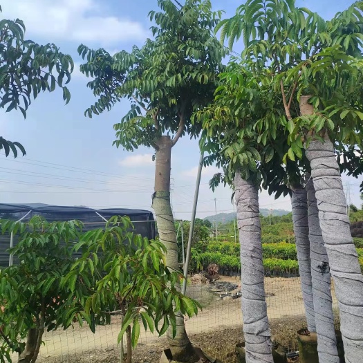 揭阳橄榄树，青橄榄树