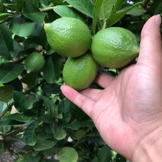 徐闻县一级香水柠檬