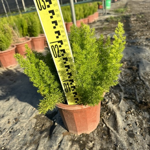 佛山狐尾天门冬