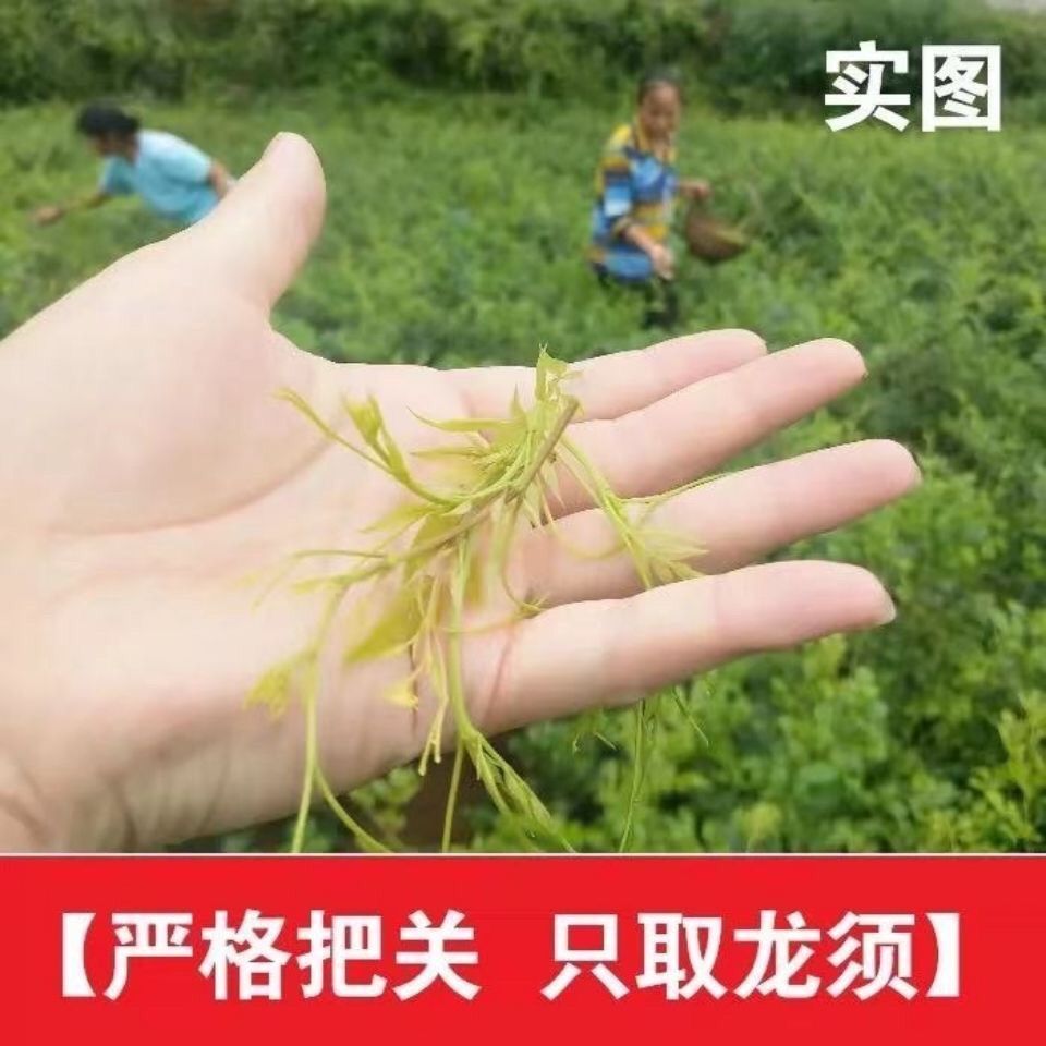 芽尖莓茶 张家界藤茶野生莓茶正品龙须霉茶永顺土家莓茶500g