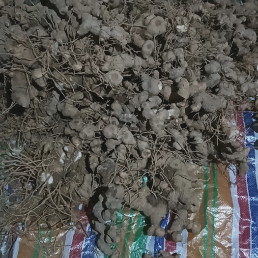 高安市纯转移栽新鲜黄精