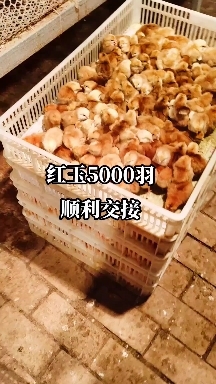 兴平市兴平鸡苗孵化场