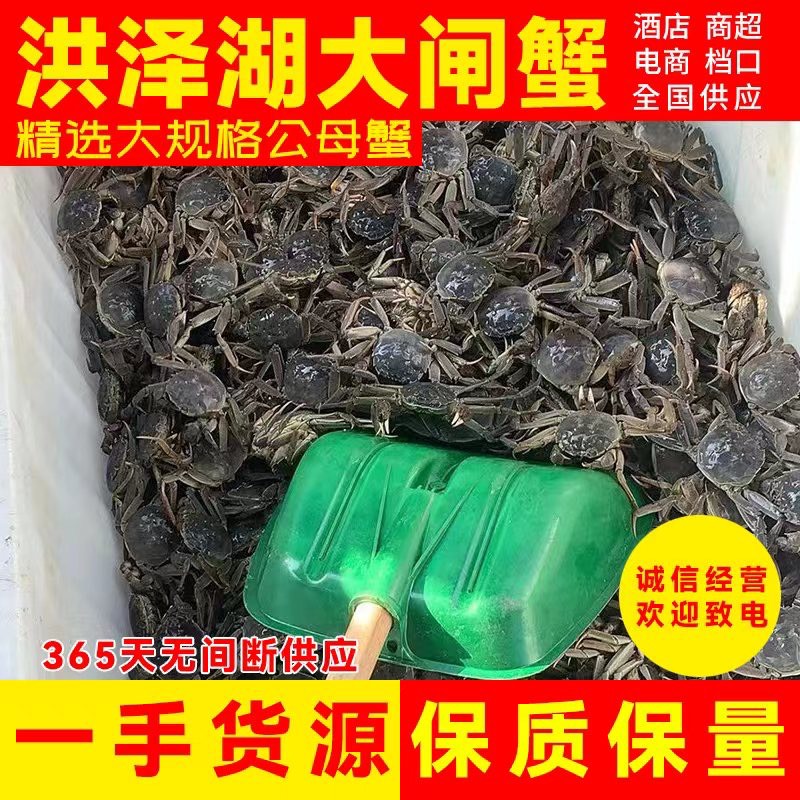 江苏泗洪大闸蟹，普挑精品蟹 螃蟹养殖地直发，塘口大量出货