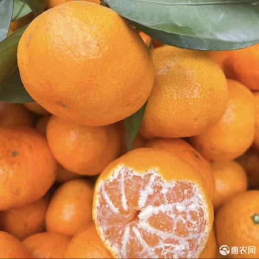 精品蜜桔一级果,云南早熟蜜桔