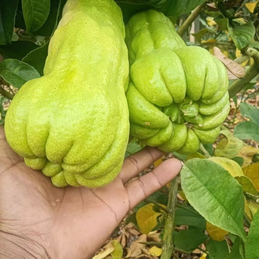 昆明品名：佛手数量：3.5吨现状：树上待采规格：单果300