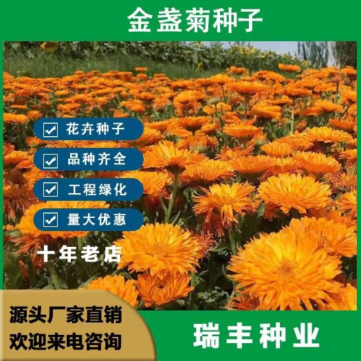 东海县金盏菊种子金盏花种子四季易种花种子长生菊花海易种盆栽耐寒耐阴